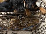 Собаки, щенки Ягдтерьер, цена 2000 Грн., Фото