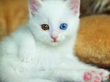 Кошки, котята Турецкая ангора, Фото