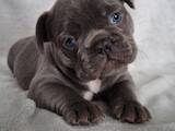Собаки, щенята Французький бульдог, ціна 30000 Грн., Фото