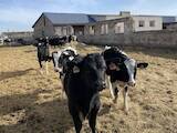 Тваринництво,  Сільгосп тварини Крупно-рогата худоба, ціна 18000 Грн., Фото