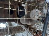 Тваринництво Хутрова тваринництво, ціна 7000 Грн., Фото