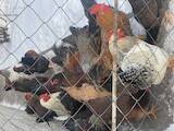 Птицеводство Куры, цена 400 Грн., Фото