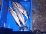 Рыбное хозяйство Рыба живая, мальки, цена 10 Грн., Фото