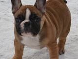 Собаки, щенята Французький бульдог, ціна 13000 Грн., Фото