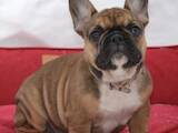 Собаки, щенята Французький бульдог, ціна 13000 Грн., Фото