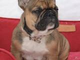 Собаки, щенята Французький бульдог, ціна 13000 Грн., Фото