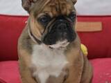 Собаки, щенята Французький бульдог, ціна 13000 Грн., Фото