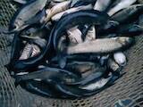 Рыбное хозяйство Рыба живая, мальки, цена 50 Грн., Фото