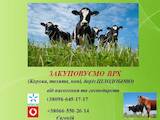 Тваринництво,  Сільгосп тварини Крупно-рогата худоба, Фото