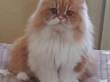 Кошки, котята Персидская, цена 1000 Грн., Фото