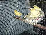 Попугаи и птицы Канарейки, цена 300 Грн., Фото