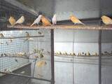 Попугаи и птицы Канарейки, цена 300 Грн., Фото