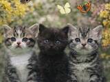 Кошки, котята Американская короткошерстная, цена 40000 Грн., Фото