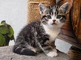 Кошки, котята Американская короткошерстная, цена 40000 Грн., Фото