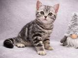 Кошки, котята Американская короткошерстная, цена 40000 Грн., Фото