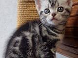 Кошки, котята Американская короткошерстная, цена 40000 Грн., Фото