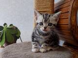 Кошки, котята Американская короткошерстная, цена 40000 Грн., Фото