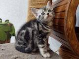 Кошки, котята Американская короткошерстная, цена 40000 Грн., Фото
