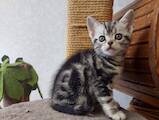 Кошки, котята Американская короткошерстная, цена 40000 Грн., Фото