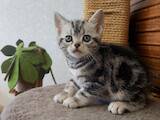 Кошки, котята Американская короткошерстная, цена 40000 Грн., Фото