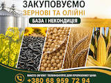 Продовольствие Зерно и мука, Фото