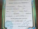 Собаки, щенки Западно-Сибирская лайка, цена 100 Грн., Фото