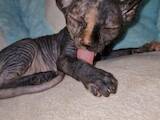 Кошки, котята Канадский сфинкс, цена 6000 Грн., Фото