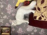 Кішки, кошенята Турецька Ангора, Фото