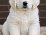 Собаки, щенки Кавказская овчарка, цена 80000 Грн., Фото