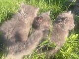 Кошки, котята Британская длинношёрстная, цена 10 Грн., Фото