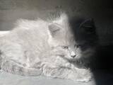 Кошки, котята Британская длинношёрстная, цена 10 Грн., Фото