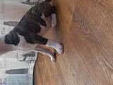 Собаки, щенки Бультерьер, цена 36500 Грн., Фото