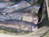 Продовольствие Рыба и рыбопродукты, Фото