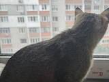 Кошки, котята Азиатская табби, цена 10 Грн., Фото
